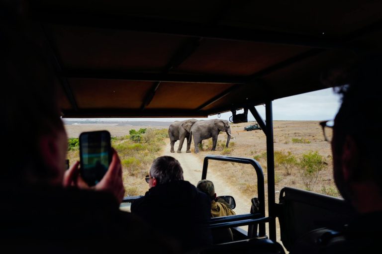 Tourists observe African elephants from a safari vehicle during an adventurous wildlife tour.