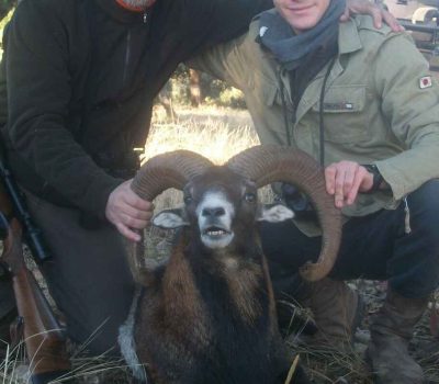 Marcopolo Sheep Hunting Marcopolo Sheep Hunting